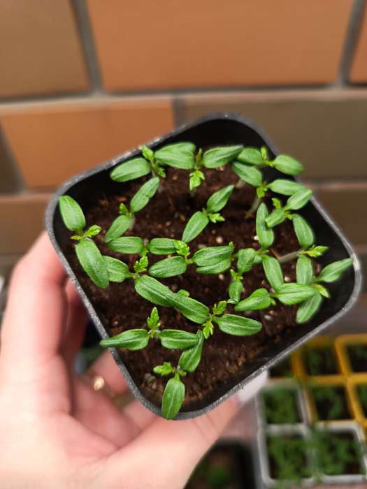 Фотография покупателя товара Семена Томат "Челнок", 0,1 г - Фото 1