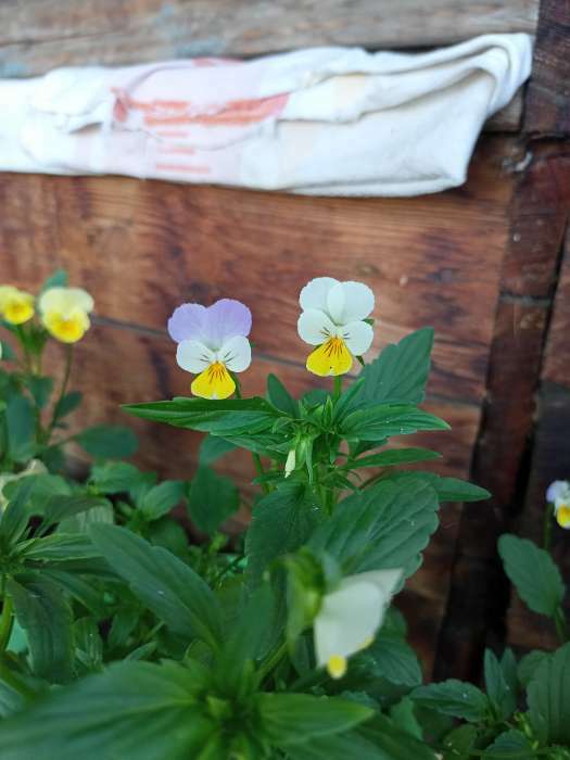 Фотография покупателя товара Семена цветов Виола "Горная романтика", 0,2 г