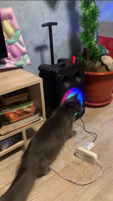 Фотография покупателя товара Портативная колонка Borofone BP9, 10 Вт, 2200 мАч, BT5.0, TWS, TF card, USB, AUX, FM-радио, микрофон - Фото 2