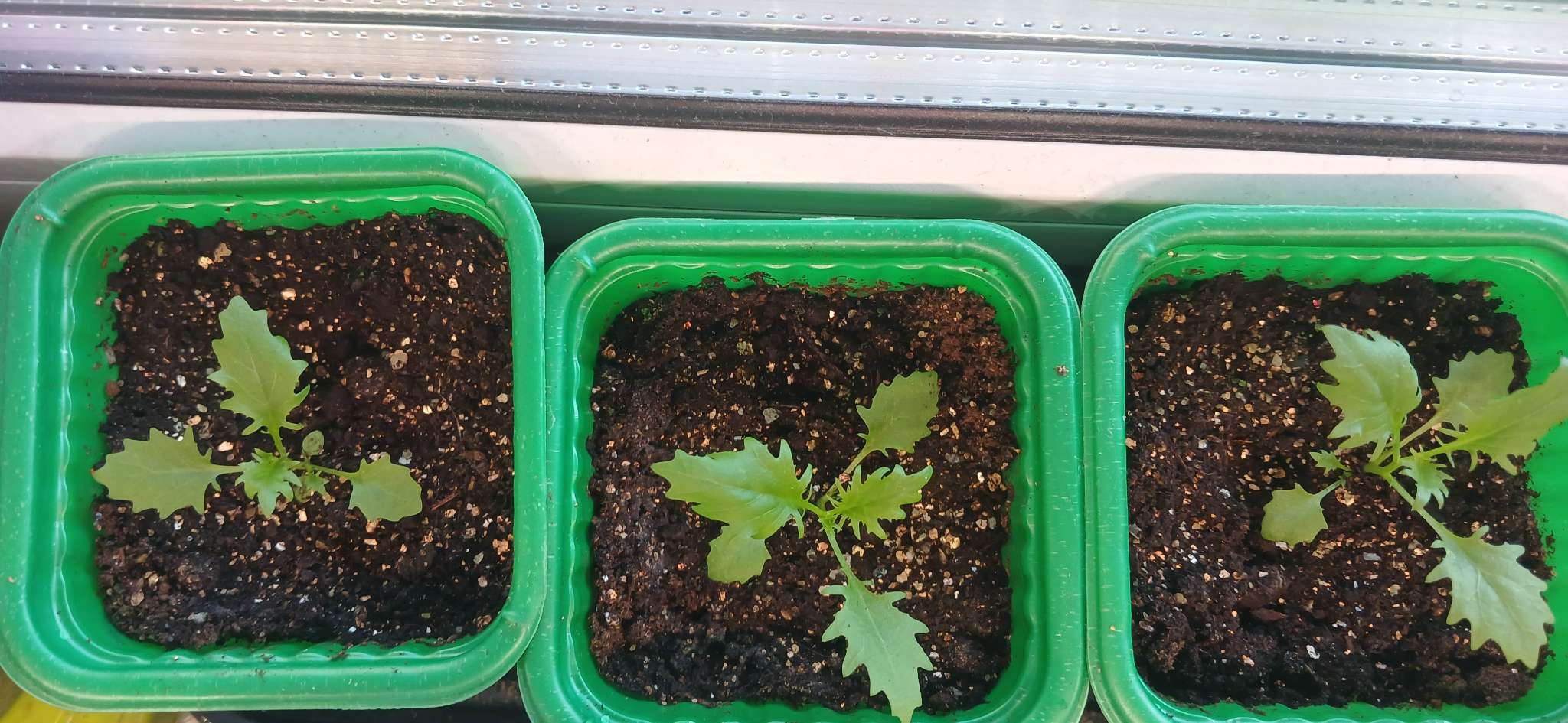 Фотография покупателя товара Семена цветов Изотома Джемини Блю, ц/п, 3 шт. - Фото 1