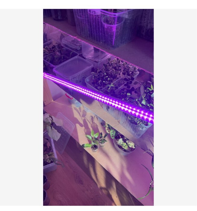 Фотография покупателя товара Фитосветильник светодиодный Luazon, 36 Вт, 1200 мм, IP40, 220 В, мультиспектральный - Фото 5