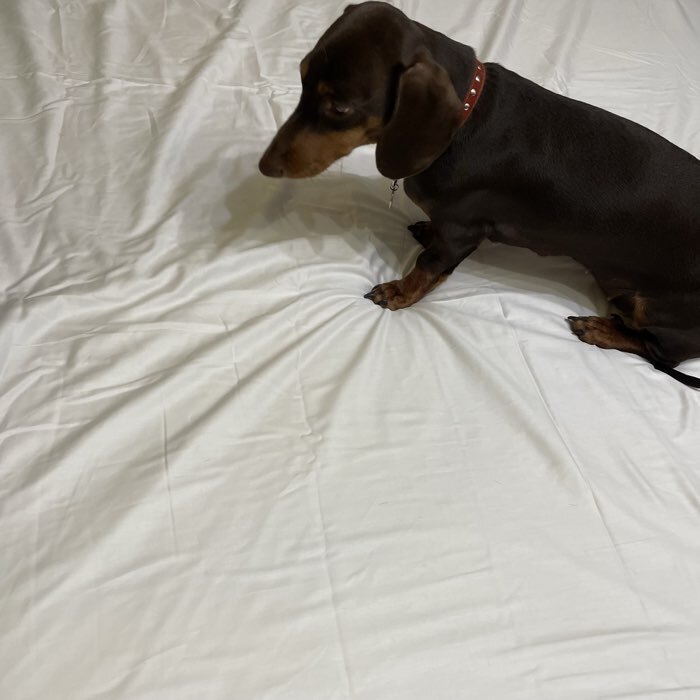 Фотография покупателя товара Простыня на резинке евро SL Home Soft, 200×200+30 см, сатин - Фото 7