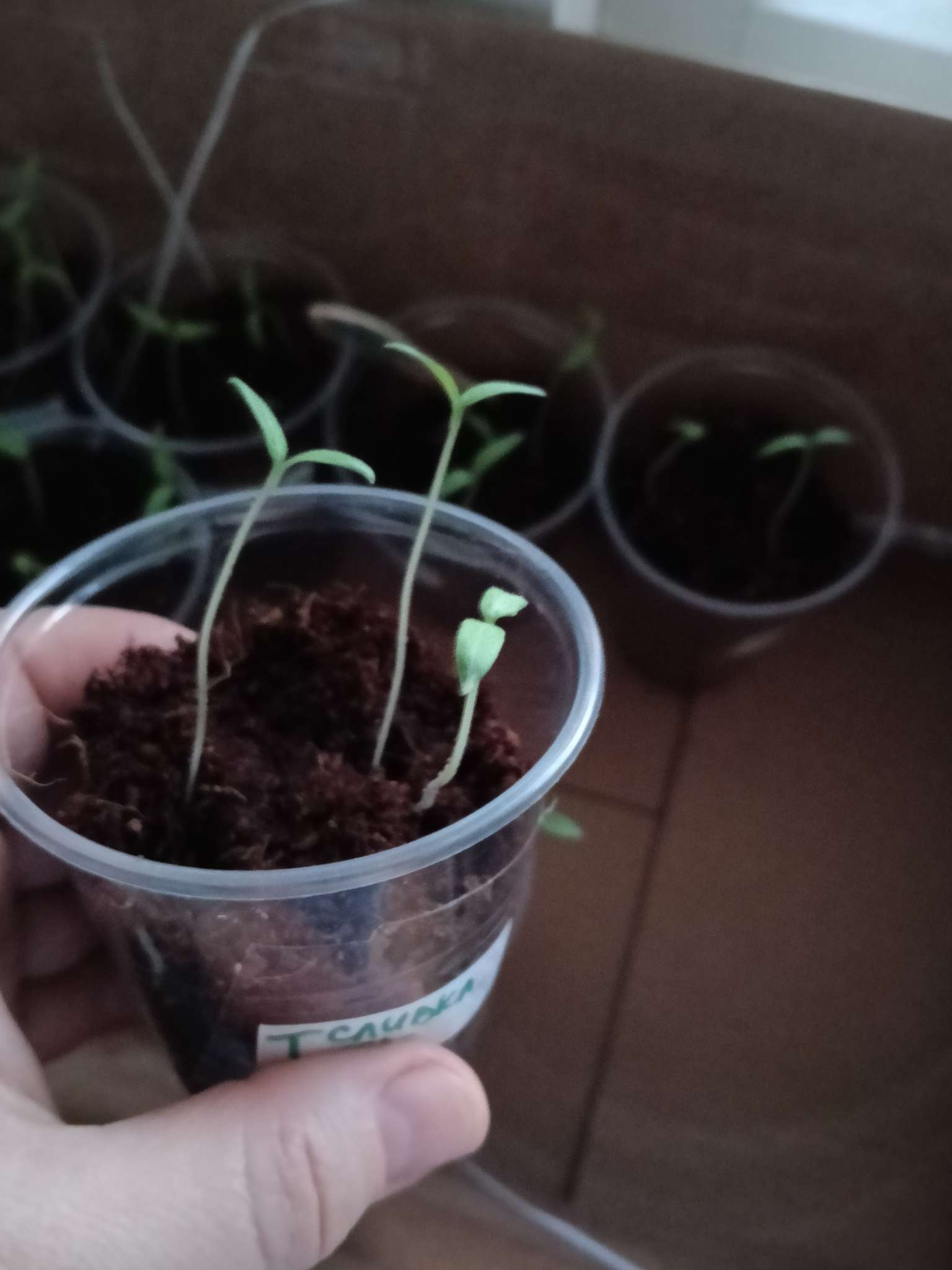 Фотография покупателя товара Семена Томат "Сливка медовая", красная, б/п, 0,05 г - Фото 1