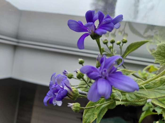 Фотография покупателя товара Семена Цинерария "Симпатия", ц/п,  8 шт. - Фото 1