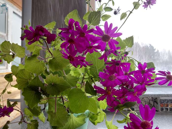 Фотография покупателя товара Семена Цинерария "Симпатия", ц/п,  8 шт. - Фото 2