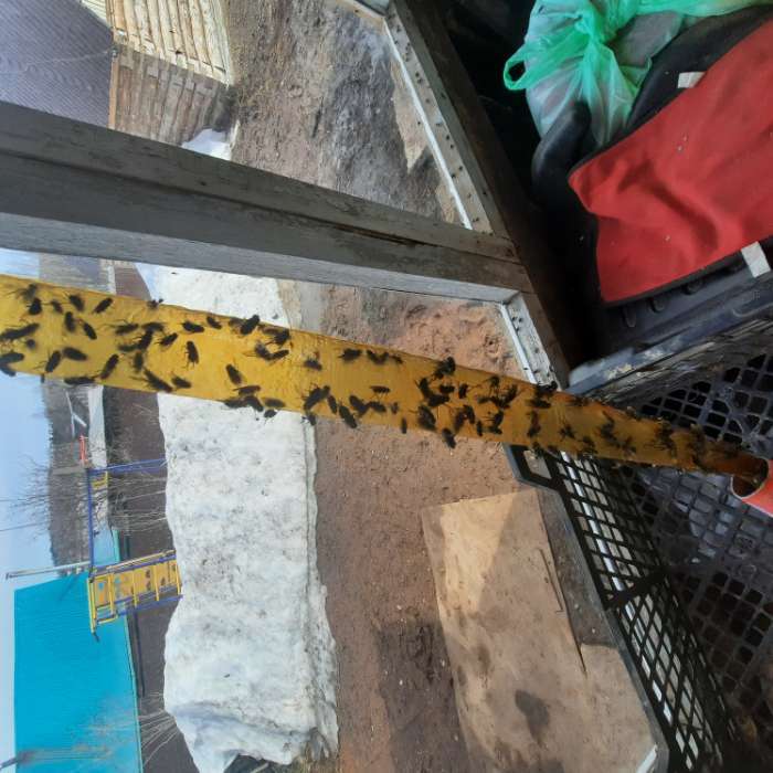 Фотография покупателя товара Липкая лента от мух "Чистый Дом", с аттрактантом, 1 шт