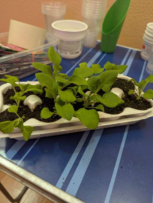 Фотография покупателя товара Семена цветов Петуния ампельная "Лавина Белая F1", 0,01г . в амп. - Фото 1