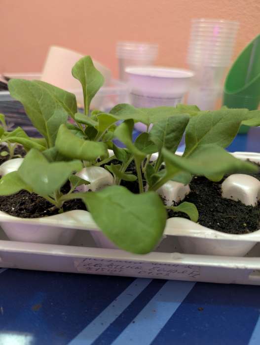 Фотография покупателя товара Семена цветов Петуния ампельная "Лавина Белая F1", 0,01г . в амп. - Фото 2