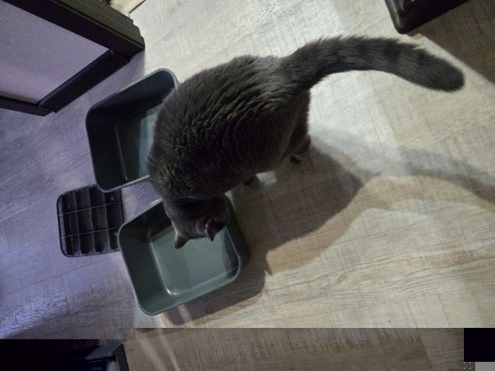 Фотография покупателя товара Туалет для кошек «Сима» FIX, 29×38×10.5 см, с сеткой, пластик, синий - Фото 2