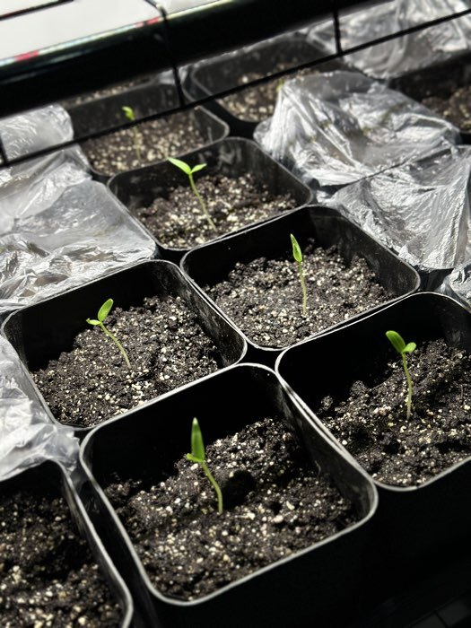 Фотография покупателя товара Набор для рассады: стаканы по 300 мл (12 шт.), поддон 45×18 см, МИКС, Greengo - Фото 1