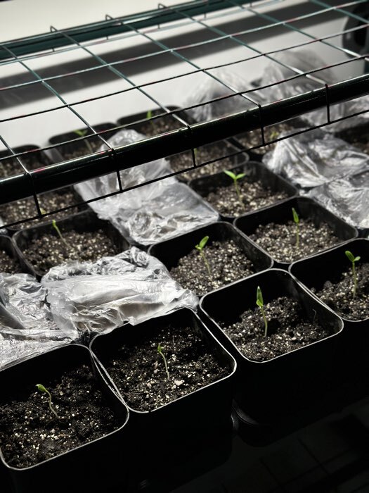 Фотография покупателя товара Набор для рассады: стаканы по 300 мл (12 шт.), поддон 45×18 см, МИКС, Greengo - Фото 2