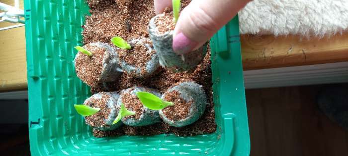 Фотография покупателя товара Семена цветов Канна индийская «Большие цветы», 3 шт. - Фото 1