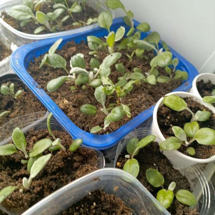 Фотография покупателя товара Семена цветов Цинерария "Серебряная паутинка", 0,1 г - Фото 1