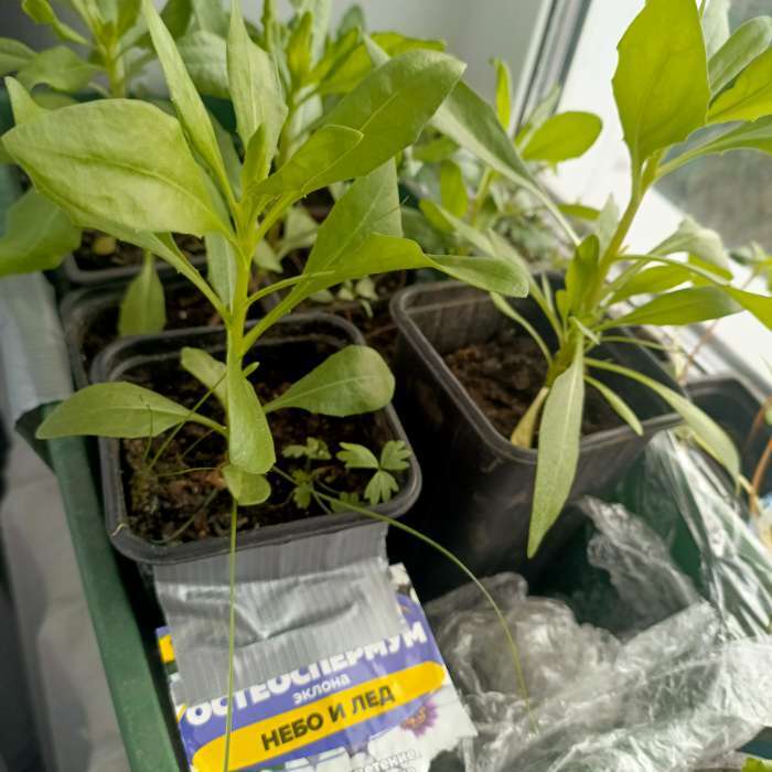 Фотография покупателя товара Семена Остеоспермум "Небо и Лед", ц/п,  0,1 гр. - Фото 1