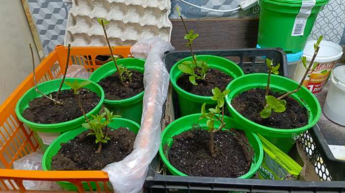 Фотография покупателя товара Грунт для Гортензий PETER PEAT, линия «Хобби», 20 л - Фото 1