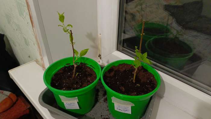 Фотография покупателя товара Грунт для Гортензий PETER PEAT, линия «Хобби», 20 л - Фото 2