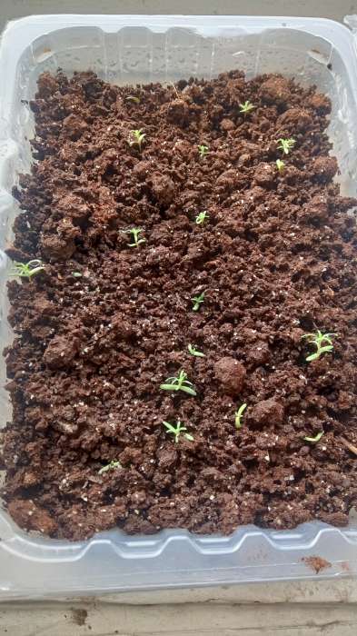 Фотография покупателя товара Семена цветов Кохия "Султан", 0,2 г - Фото 1