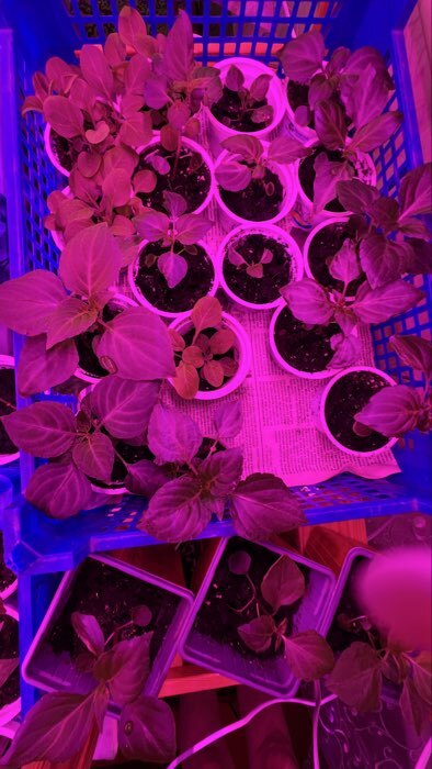 Фотография покупателя товара Семена цветов Бальзамин Венский вальс F1, смесь сортов  Золотая серия, Ц/П,5 шт. - Фото 1