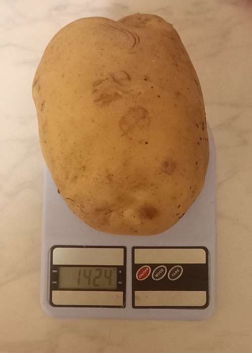 Фотография покупателя товара Средство от насекомых и вредителей «Метаризин», 1000 г - Фото 2