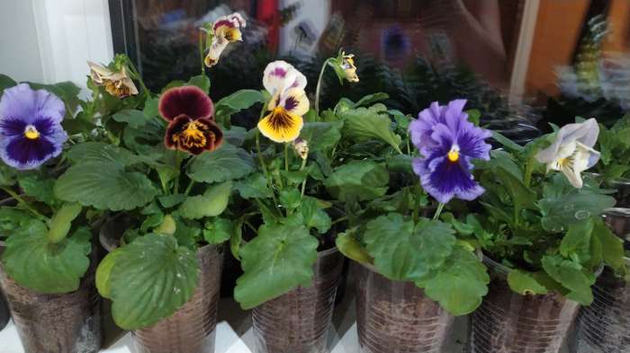 Фотография покупателя товара Семена цветов Виола "Грильяж", Дв, виттрока, 0,05 г