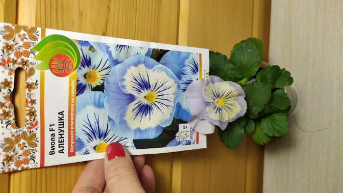 Фотография покупателя товара Семена цветов Виола "Аленушка", F1, 8 шт.