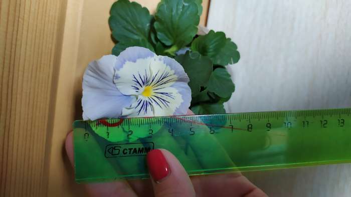 Фотография покупателя товара Семена цветов Виола "Аленушка", F1, 8 шт.