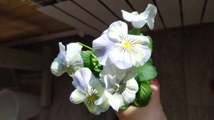 Фотография покупателя товара Семена цветов Виола "Аленушка", F1, 8 шт. - Фото 17