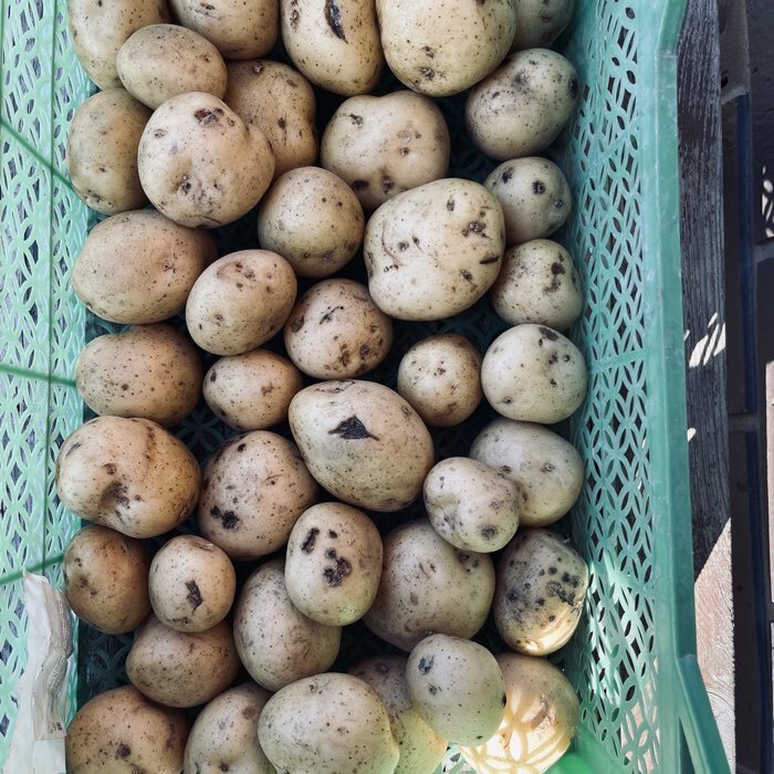 Фотография покупателя товара Семенной Картофель «Гала», 2 репродукция 2.5 кг - Фото 1