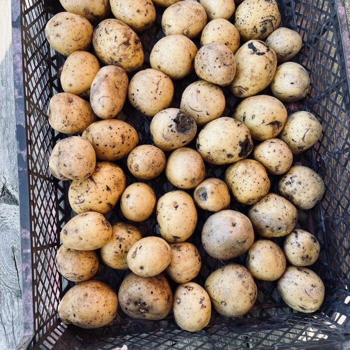 Фотография покупателя товара Семенной Картофель «Гала», 2 репродукция 2.5 кг - Фото 2