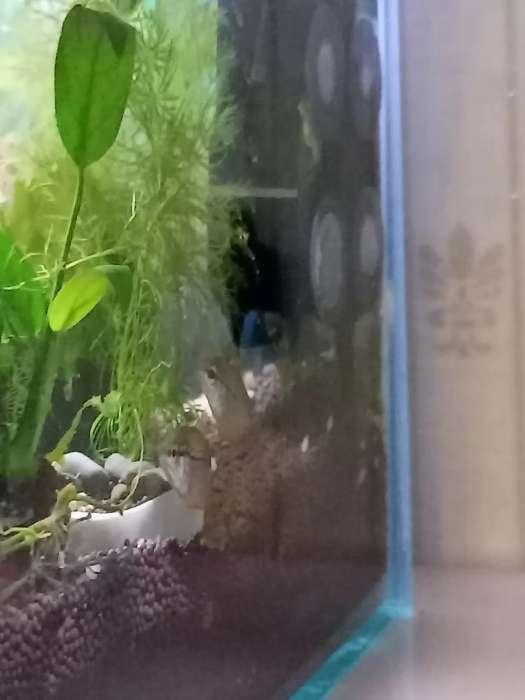 Фотография покупателя товара Аквариум Прямоугольный «Акваскейп» прозрачный шов, 36 л, 60×30×20 см - Фото 1