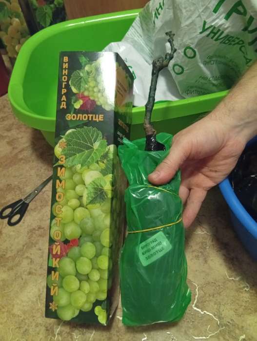 Фотография покупателя товара Саженец Виноград киш-миш Золотце белый, среднеранний 1 шт. Весна 2026 - Фото 1