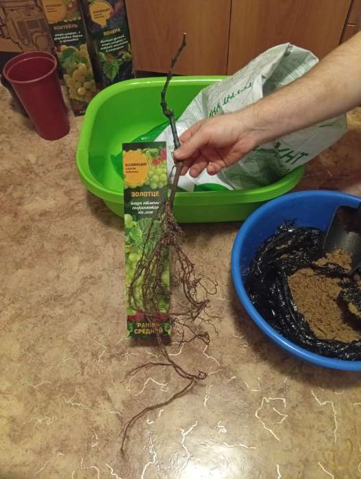 Фотография покупателя товара Саженец Виноград киш-миш Золотце белый, среднеранний 1 шт. Весна 2026 - Фото 2