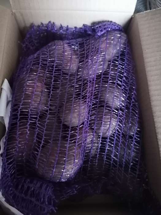 Фотография покупателя товара Семенной Картофель "Люкс", 1 репр, 2,5 кг - Фото 1