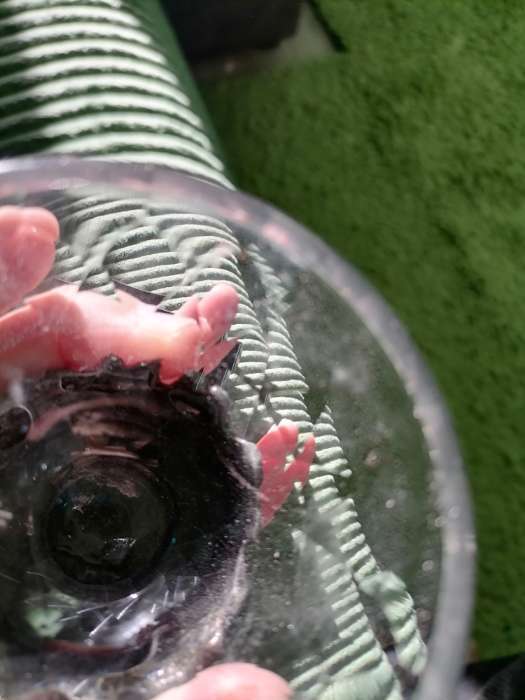 Фотография покупателя товара Стопка трофейная «Медведь», 100 мл, стекло - Фото 5