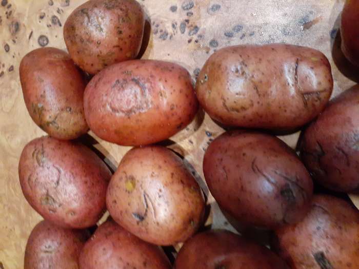 Фотография покупателя товара Семенной Картофель «Родрига», 2 репродукция 2.5 кг - Фото 4