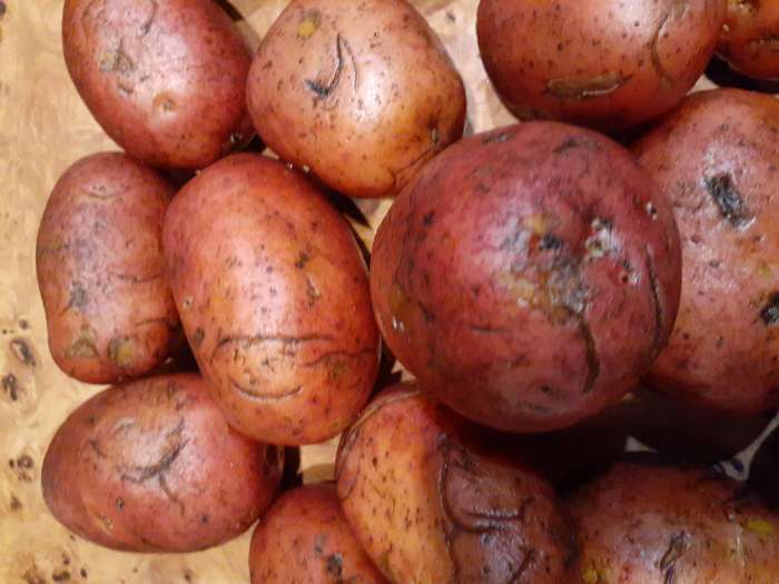 Фотография покупателя товара Семенной Картофель «Родрига», 2 репродукция 2.5 кг - Фото 6