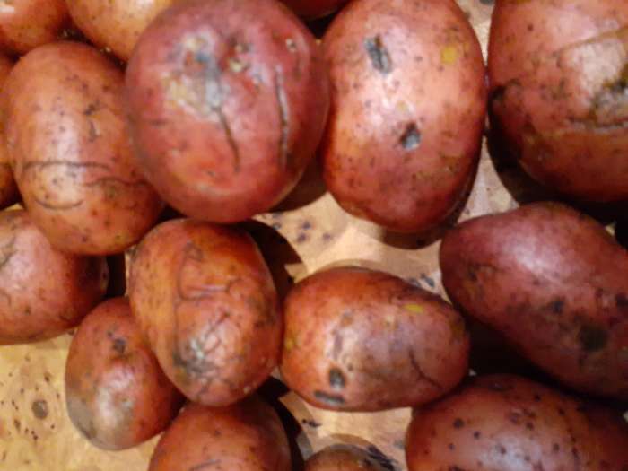Фотография покупателя товара Семенной Картофель «Родрига», 2 репродукция 2.5 кг - Фото 7