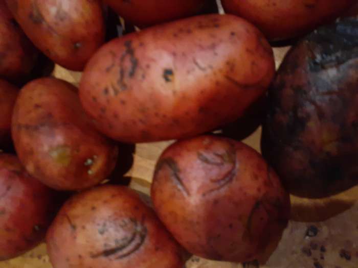 Фотография покупателя товара Семенной Картофель «Родрига», 2 репродукция 2.5 кг - Фото 8