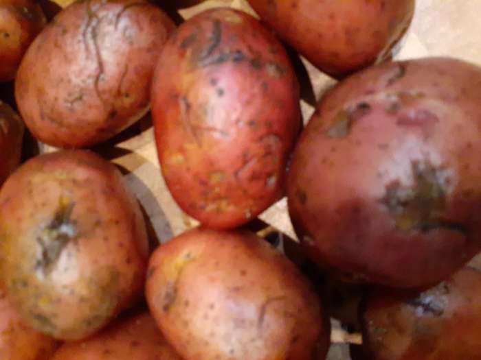 Фотография покупателя товара Семенной Картофель «Родрига», 2 репродукция 2.5 кг - Фото 5
