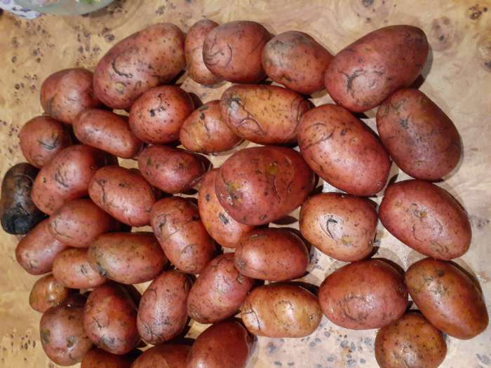 Фотография покупателя товара Семенной Картофель «Родрига», 2 репродукция 2.5 кг - Фото 10