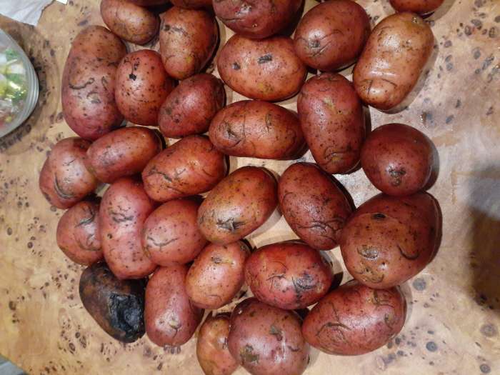 Фотография покупателя товара Семенной Картофель «Родрига», 2 репродукция 2.5 кг - Фото 9