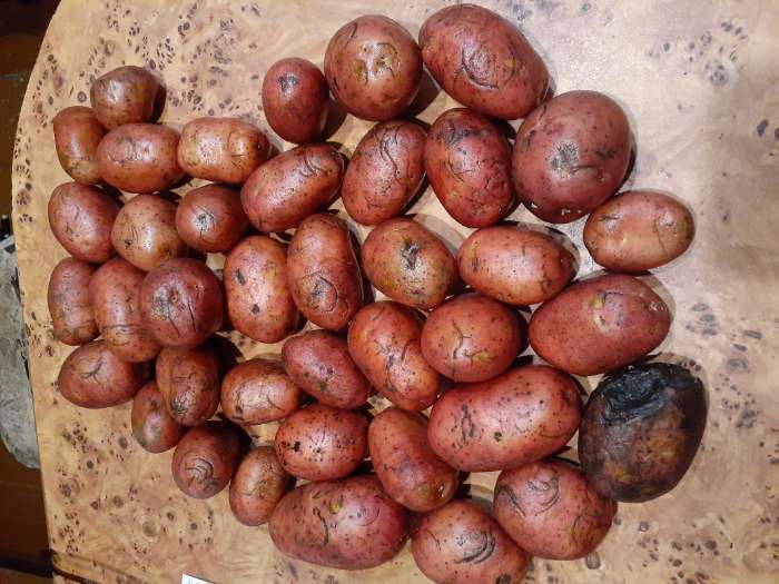 Фотография покупателя товара Семенной Картофель «Родрига», 2 репродукция 2.5 кг - Фото 11