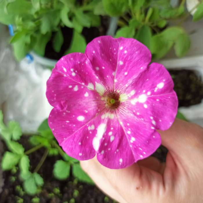 Фотография покупателя товара Семена цветов  Петуния Дот Стар "Кассиопея", многоцветковая, F1, 5 шт