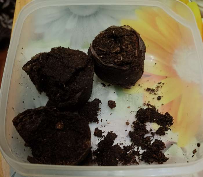 Фотография покупателя товара Таблетки торфяные, для рассады, d=3.6 см, с оболочкой, набор 50 шт. - Фото 9