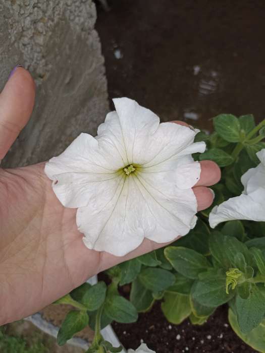 Фотография покупателя товара Семена цветов Петуния "Суперкаскадная", F1, белая,  О, 10 шт - Фото 3