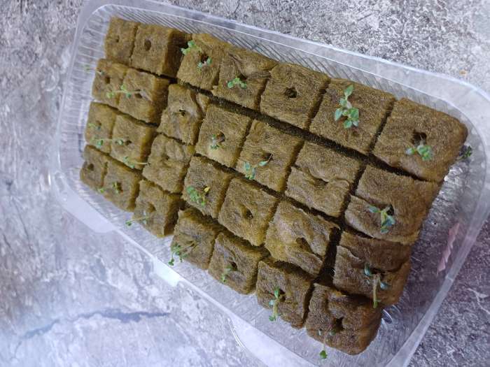 Фотография покупателя товара Семена картофель «Ажур», 0.02 г - Фото 1