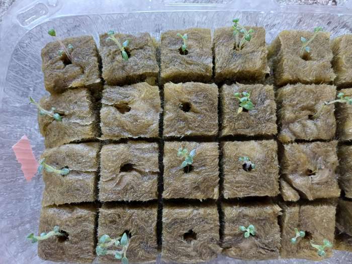 Фотография покупателя товара Семена картофель «Ажур», 0.02 г - Фото 2