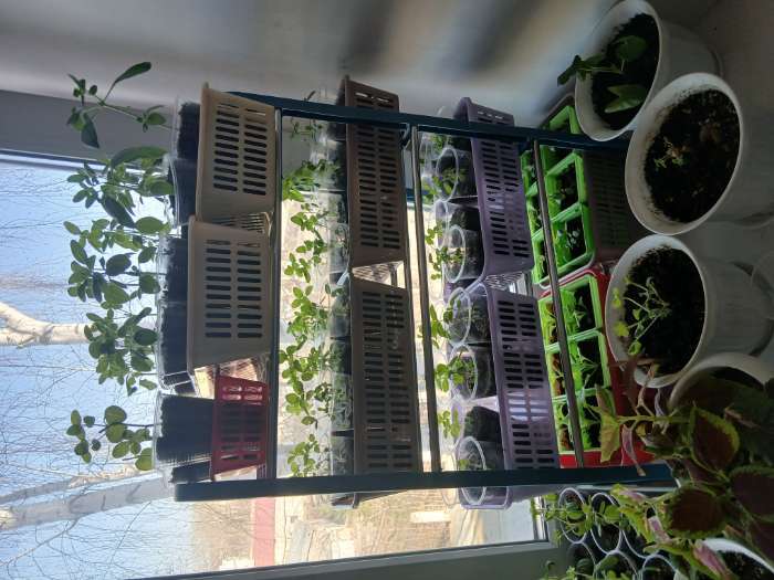 Фотография покупателя товара Полка для обуви Доляна, 4 яруса, 42×19×59 см, чёрная - Фото 1