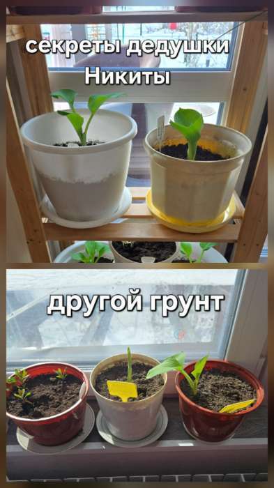 Фотография покупателя товара Грунт для рассады «Рецепты Дедушки Никиты» 10 л. - Фото 1