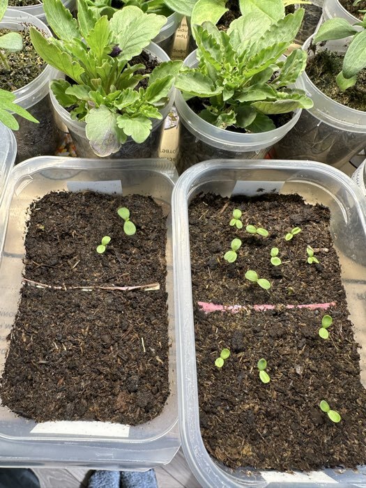 Фотография покупателя товара Семена цветов астра сиринга «Белоснежные Облака», 0.1 г - Фото 5